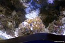 Synanceia verrucosa