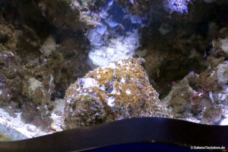 Synanceia verrucosa