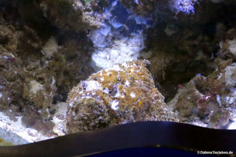 Synanceia verrucosa
