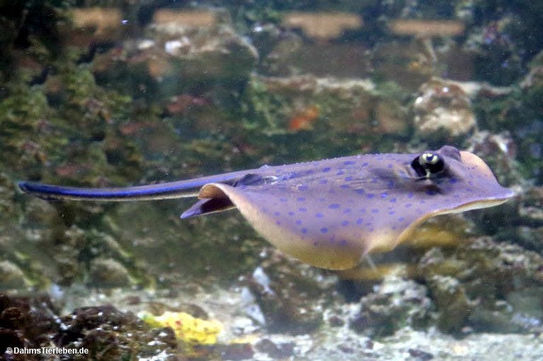 Taeniura lymma