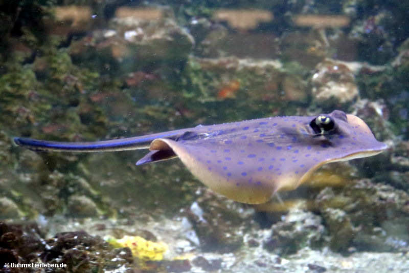 Taeniura lymma
