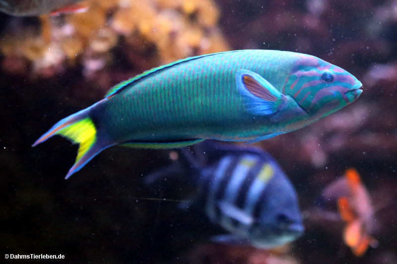 Mondsichel-Junker
(Thalassoma lunare) Thalassoma lunare
