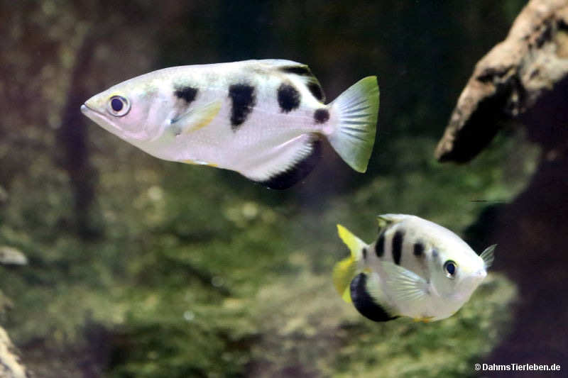 Schützenfische
(Toxotes jaculatrix) Toxotes jaculatrix