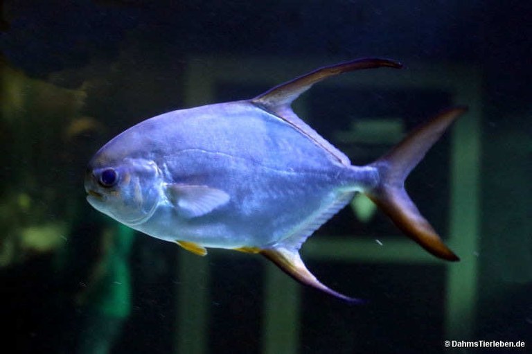 Trachinotus blochii