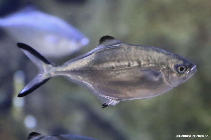 Gabelschwanzmakrele Trachinotus ovatus-1