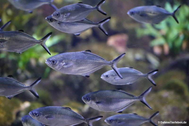Gabelschwanzmakrelen
(Trachinotus ovatus) Abudefduf saxatilis