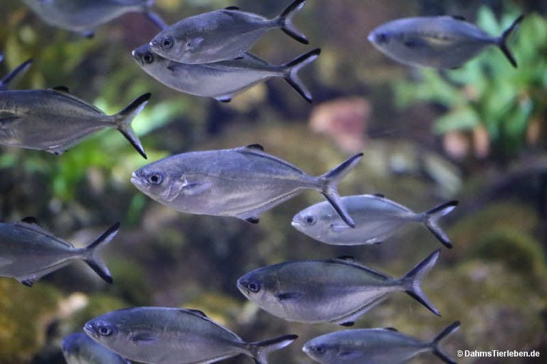 Trachinotus ovatus