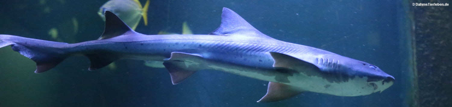 Gebänderter Hundshai
(Triakis scyllium) Triakis scyllium