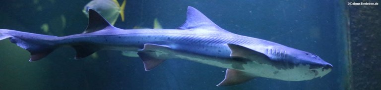 Triakis scyllium