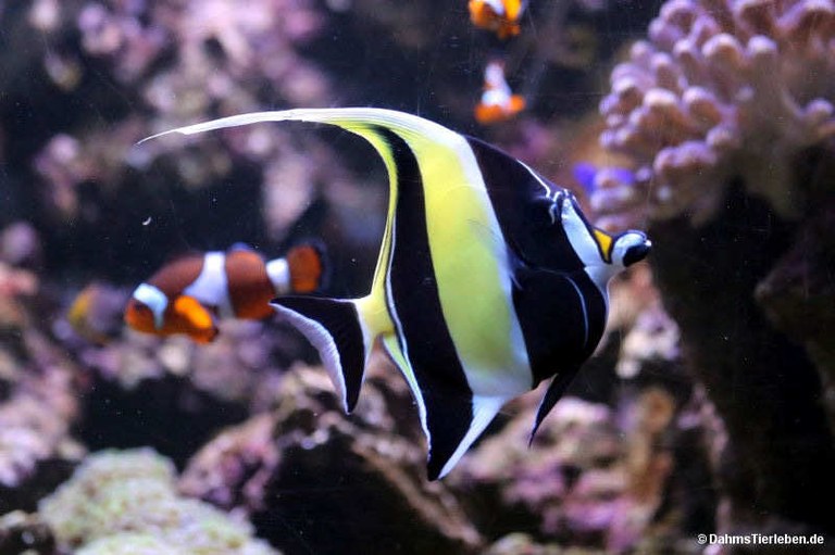 Zanclus cornutus