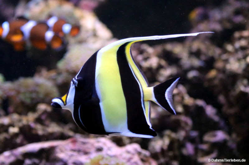 Halfterfisch Zanclus cornutus-2