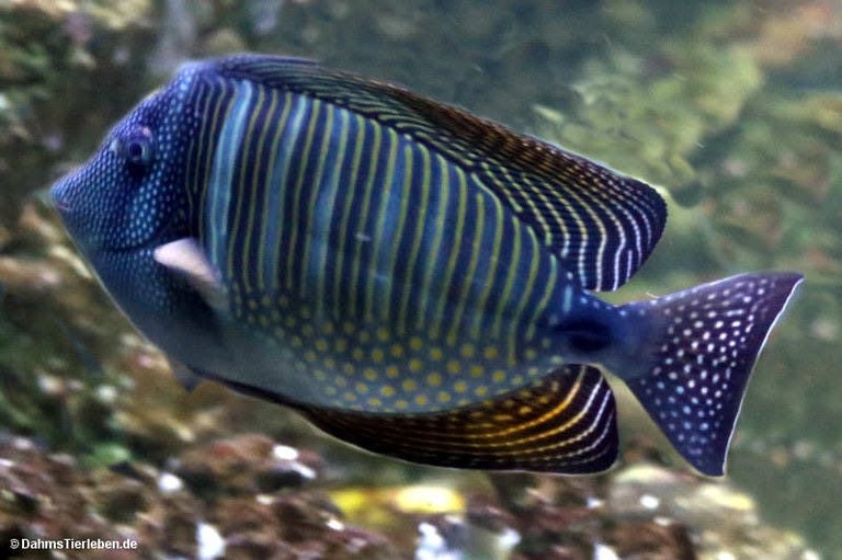 Zebrasoma desjardinii