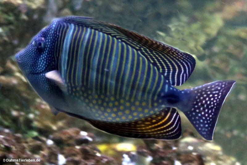 Indischer Segelflossendoktor
(Zebrasoma desjardinii) Zebrasoma desjardinii