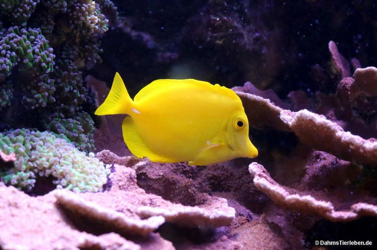 Siganus vulpinus