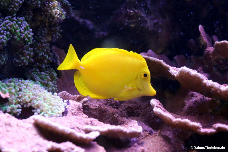 Gelbes Fuchsgesicht
(Siganus vulpinus) Siganus vulpinus