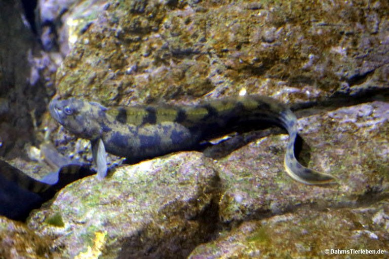 Zoarces viviparus