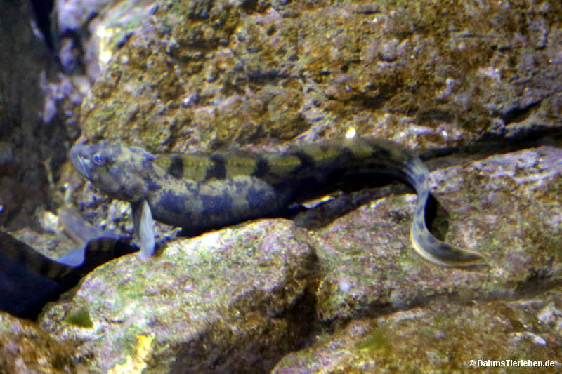 Europäische Aalmutter
(Zoarces viviparus) Zoarces viviparus
