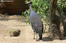 Geier-Perlhuhn (Acryllium vulturinum) im Zoom Gelsenkirchen