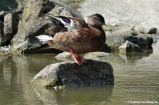 Weibliche Stockente (Anas platyrhynchos) in der Zoom Erlebniswelt Gelsenkirchen