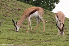 Springböcke (Antidorcas marsupialis) im Zoom Gelsenkirchen