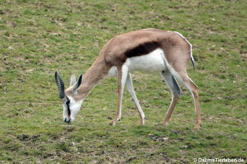 Antidorcas marsupialis-2