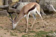 Springbock (Antidorcas marsupialis) im Zoom Gelsenkirchen