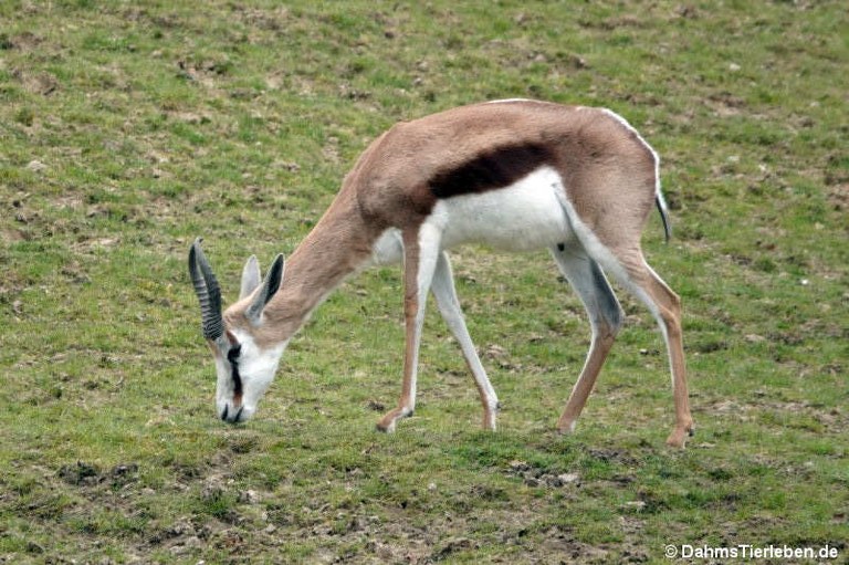 Antidorcas marsupialis