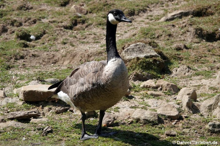 Branta canadensis