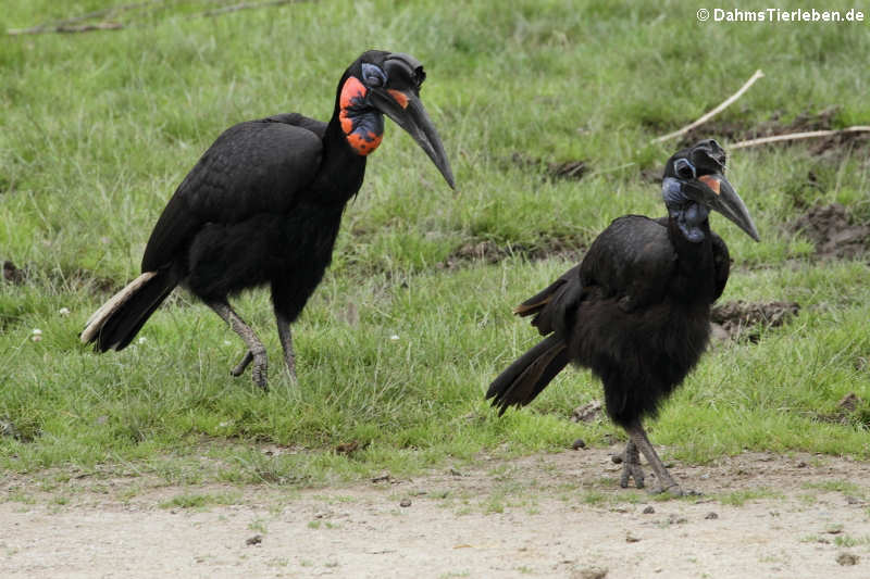 Nördliche Hornraben (Bucorvus abyssinicus)