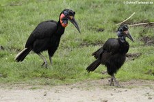 Nördliche Hornraben (Bucorvus abyssinicus) in der Zoom Erlebniswelt Gelsenkirchen