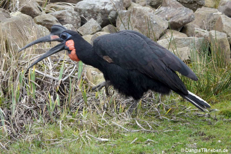 Blaugesicht-Hornrabe
(Bucorvus abyssinicus) Bucorvus abyssinicus