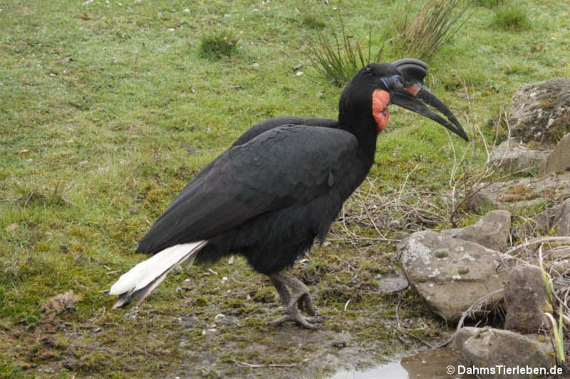 Sudan-Hornraben Bucorvus abyssinicus-5