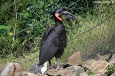 Nördlicher Hornrabe (Bucorvus abyssinicus) in der Zoom Erlebniswelt Gelsenkirchen