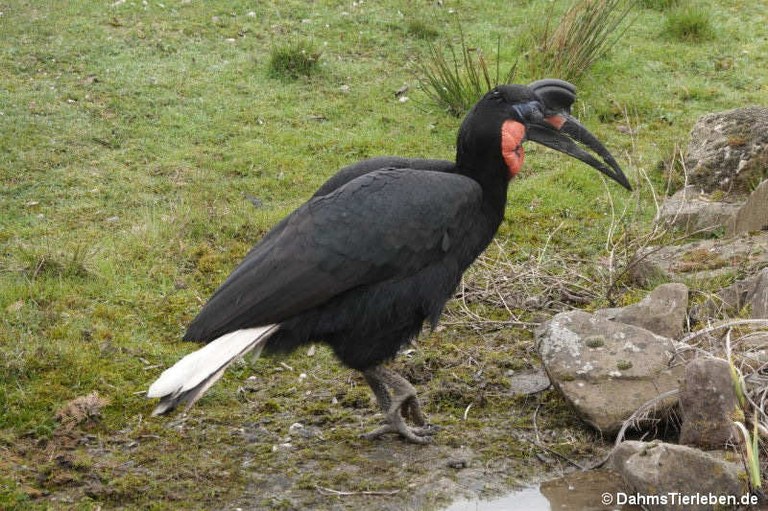 Bucorvus abyssinicus