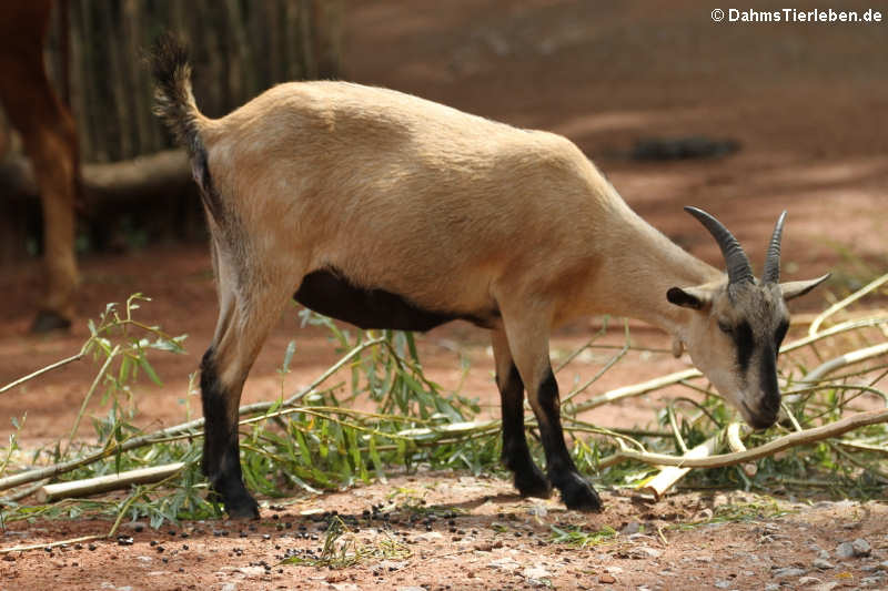 Westafrikanische Zwergziege (Capra aegagrus f. hircus)