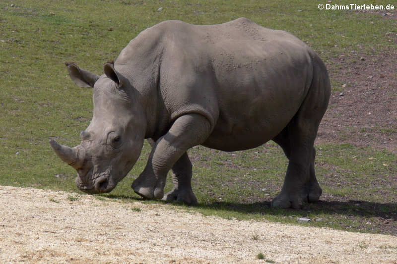 Südliches Breitmaulnashorn (Ceratotherium simum simum)