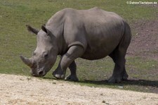 Südliches Breitmaulnashorn (Ceratotherium simum simum) im Zoom Gelsenkirchen