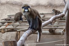 Blaumaulmeerkatzen (Cercopithecus cephus) im Zoom Gelsenkirchen