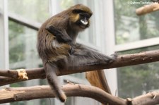 Blaumaulmeerkatze (Cercopithecus cephus) im Zoom Gelsenkirchen