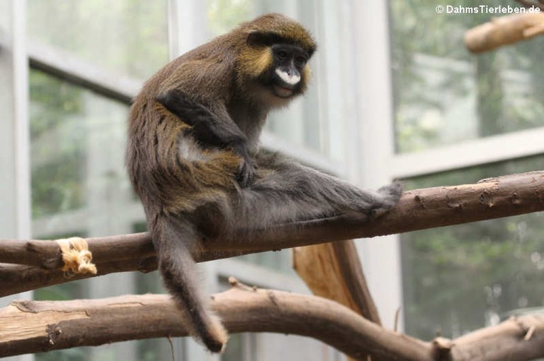 Cercopithecus cephus