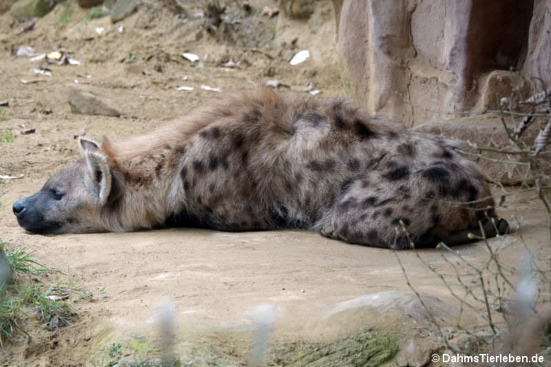 Tüpfelhyäne
(Crocuta crocuta) Crocuta crocuta
