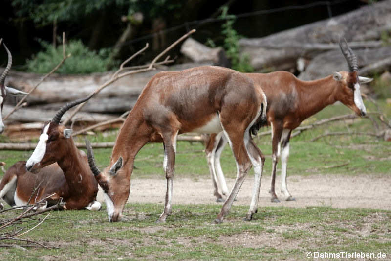 Blessböcke Damaliscus pygargus phillipsi-6