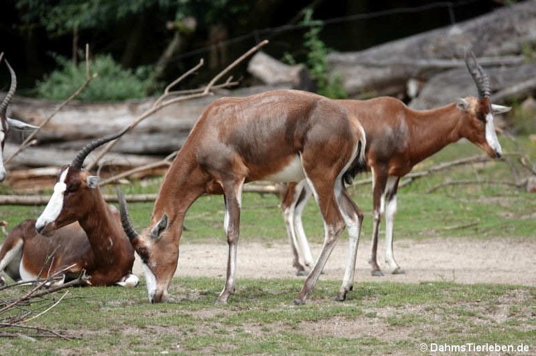Damaliscus pygargus phillipsi