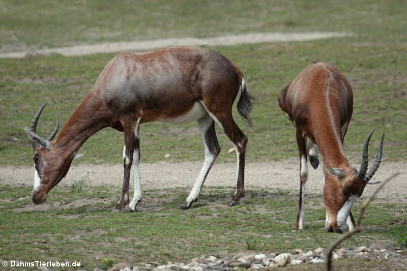 Blessböcke (Damaliscus pygargus phillipsi)