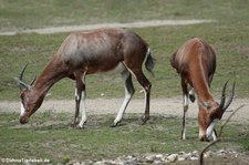 Blessböcke (Damaliscus pygargus phillipsi) im Zoom Gelsenkirchen