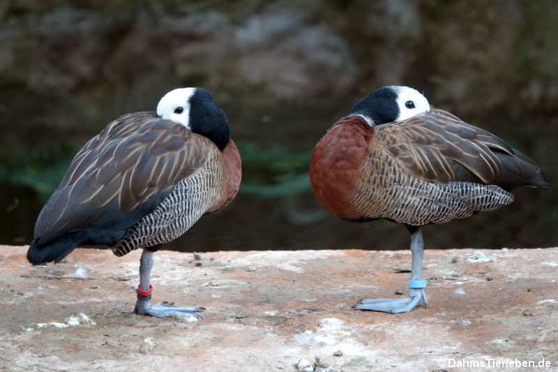 Witwenpfeifgänse Dendrocygna viduata-6