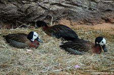 Witwenpfeifgänse (Dendrocygna viduata) in der Zoom Erlebniswelt Gelsenkirchen