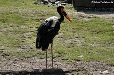 Sattelstorch (Ephippiorhynchus senegalensis) im Zoom Gelsenkirchen