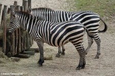Böhm- oder Grant-Zebra (Equus quagga boehmi) im Zoom Gelsenkirchen