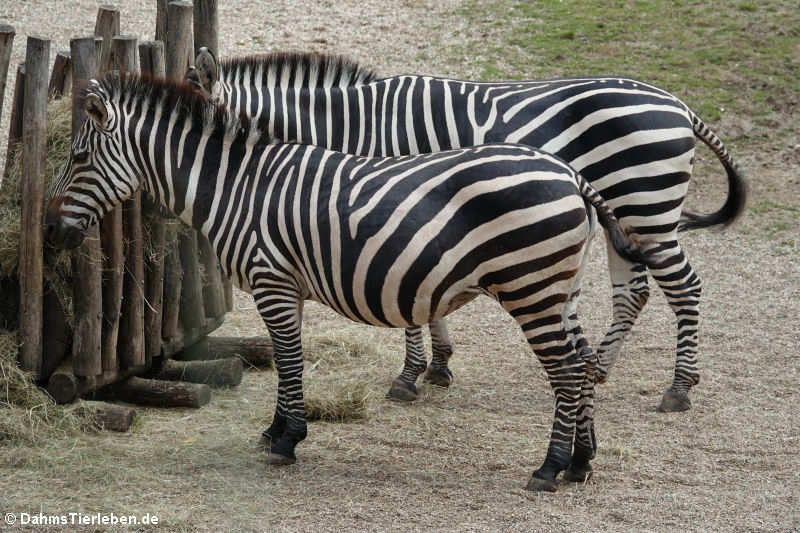 Grant-Zebras (Equus quagga boehmi)